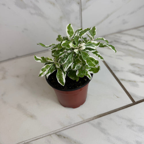 Alternanthera Snow Queen, 4 Plant