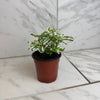 Alternanthera Snow Queen, 4 Plant