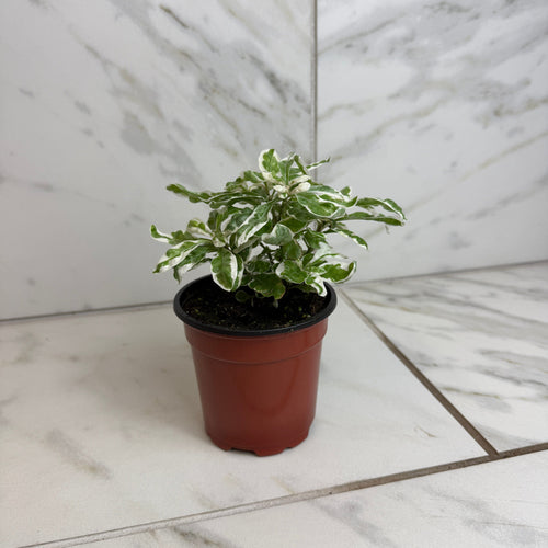Alternanthera Snow Queen, 4 Plant