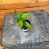 Ardisia humilis, 2 Plant