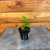 Ardisia humilis, 2 Plant