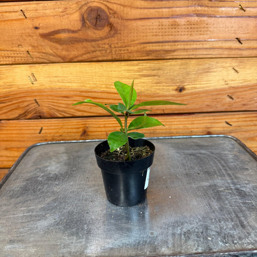 Ardisia humilis, 2 Plant