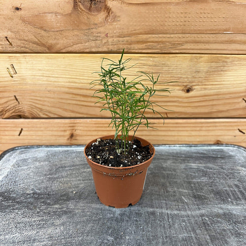 Asparagus Densiflorus Sprengeri Fern, 2 Plant