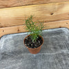Asparagus Densiflorus Sprengeri Fern, 2 Plant