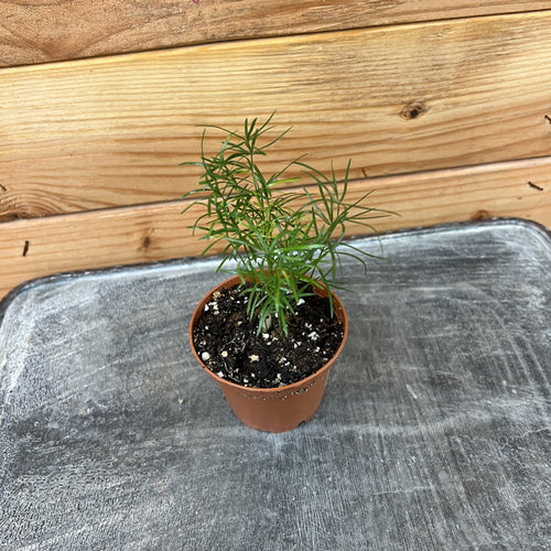 Asparagus Densiflorus Sprengeri Fern, 2 Plant
