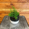Asparagus Meyeri Foxtail Fern, 4 Plant
