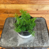 Asparagus Meyeri Foxtail Fern, 4 Plant