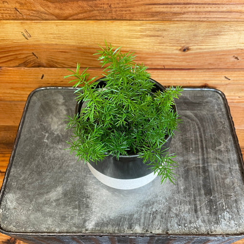 Asparagus Meyeri Foxtail Fern, 4 Plant