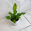 Asplenium Nidus Bird's Nest Fern, 4 Plant