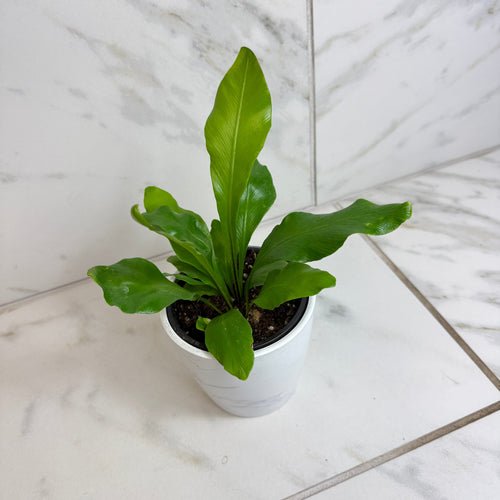 Asplenium Nidus Bird's Nest Fern, 4 Plant