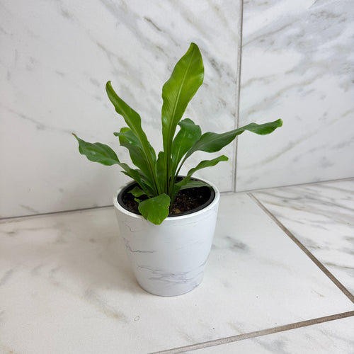 Asplenium Nidus Bird's Nest Fern, 4 Plant