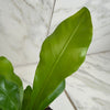Asplenium Nidus Bird's Nest Fern, 4 Plant
