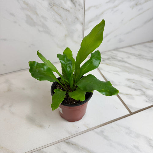 Asplenium Nidus Bird's Nest Fern, 4 Plant