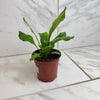 Asplenium Nidus Bird's Nest Fern, 4 Plant