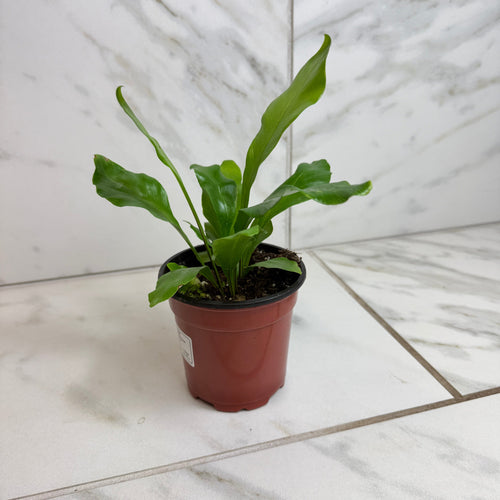Asplenium Nidus Bird's Nest Fern, 4 Plant