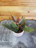 Begonia Angel Wing Benigo Pink, 2 Plant