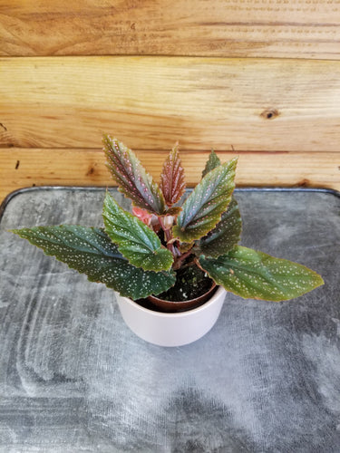 Begonia Angel Wing Benigo Pink, 2 Plant