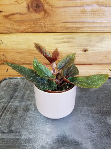 Begonia Angel Wing Benigo Pink, 2 Plant