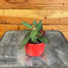 Begonia Angel Wing Brazilian Lady, 2 Plant