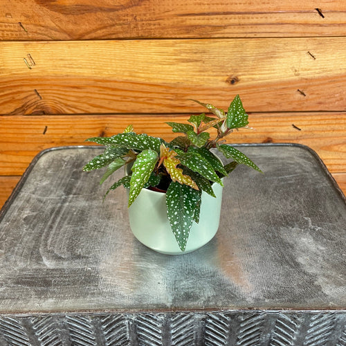 Begonia Angel Wing Medora, 2 Plant