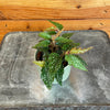Begonia Angel Wing Medora, 2 Plant