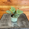 Begonia Angel Wing Sinbad Pink, 2 Plant