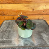Begonia Manaus, 2 Plant