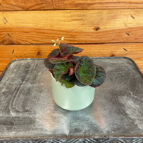Begonia Manaus, 2 Plant