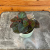 Begonia Manaus, 2 Plant