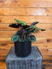 Calathea Medallion, 6 Plant
