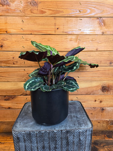 Calathea Medallion, 6 Plant