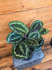 Calathea Medallion, 6 Plant