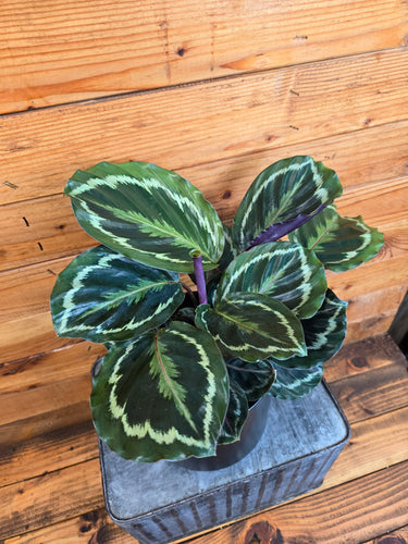 Calathea Medallion, 6 Plant