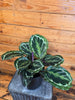 Calathea Medallion, 6 Plant