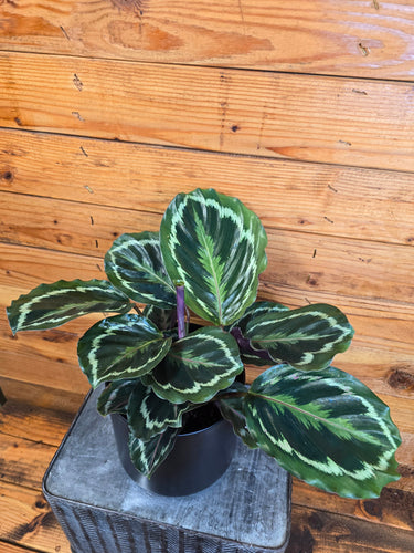 Calathea Medallion, 6 Plant