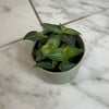 Callisia Elegans, 2 Plant