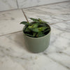 Callisia Elegans, 2 Plant