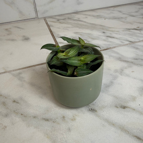 Callisia Elegans, 2 Plant