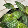Callisia Elegans, 2 Plant