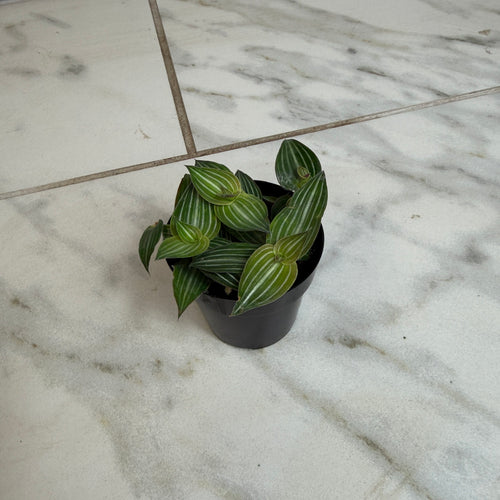 Callisia Elegans, 2 Plant