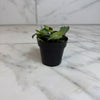 Callisia Elegans, 2 Plant