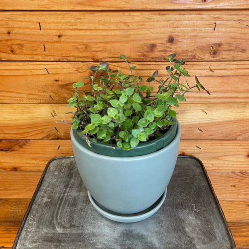 Callisia repens, 6 Plant