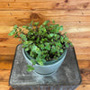 Callisia repens, 6 Plant