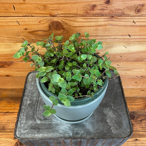 Callisia repens, 6 Plant