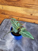 Cissus Amazonica, 2 Plant