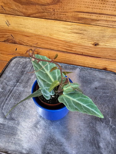 Cissus Amazonica, 2 Plant
