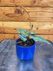 Cissus Amazonica, 2 Plant