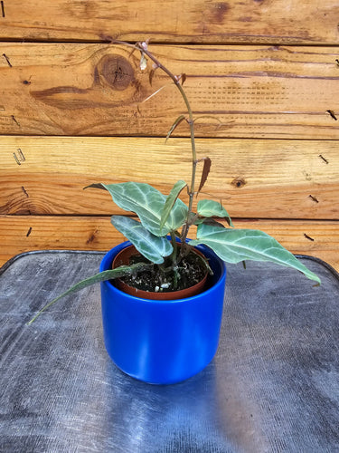 Cissus Amazonica, 2 Plant