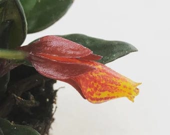 Nematanthus Goldfish Shady Lady Mae, 2 Plant