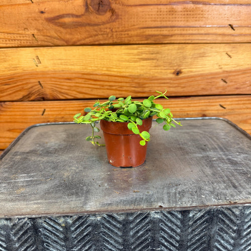 Dischidia Nummularia String of Nickels, 2 Plant